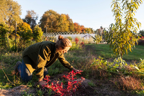 woman working in a garden